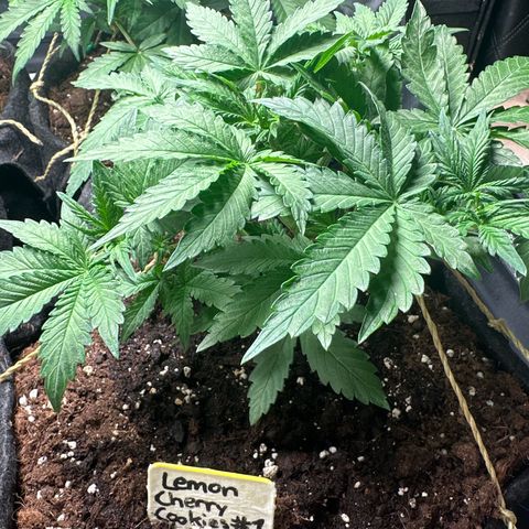 Lemon Cherry Cookies #1 growlog timeline photo