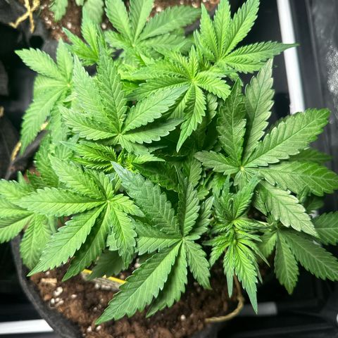 Lemon Cherry Cookies #1 growlog timeline photo
