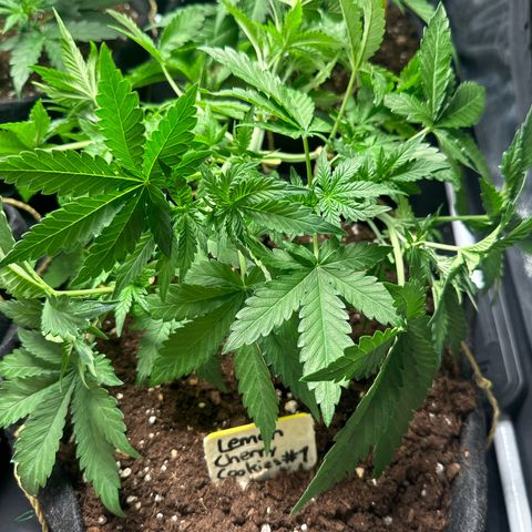 Lemon Cherry Cookies #1 growlog timeline photo