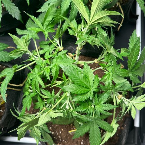 Lemon Cherry Cookies #1 growlog timeline photo