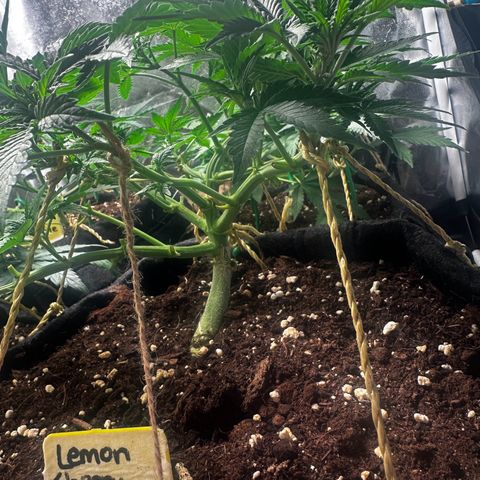 Lemon Cherry Cookies #1 growlog timeline photo