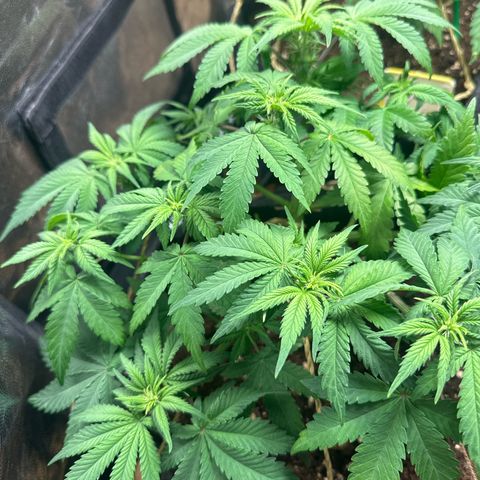 Lemon Cherry Cookies #1 growlog timeline photo