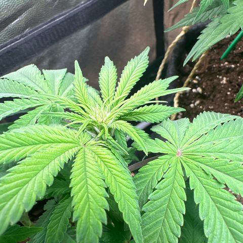 Lemon Cherry Cookies #1 growlog timeline photo