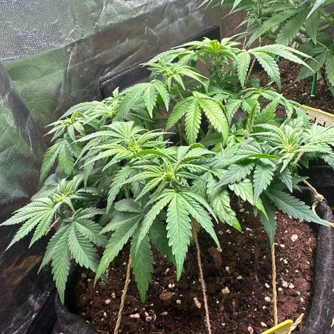 Lemon Cherry Cookies #1 growlog timeline photo