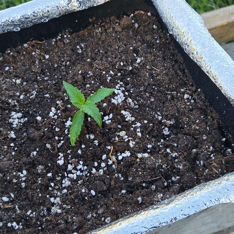 Green Poison auto  growlog photo: 6to riego 