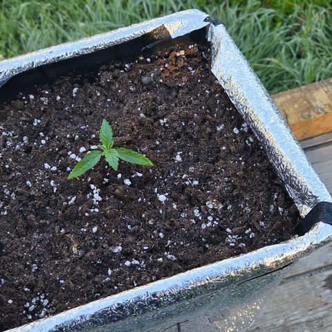 Green Poison auto  growlog photo: 6to riego 