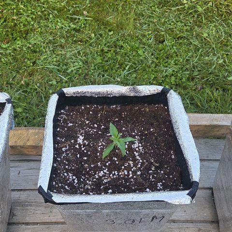 Green Poison auto  growlog timeline photo