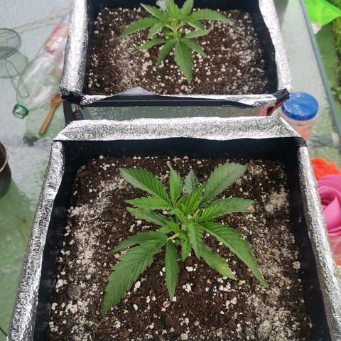 Green Poison auto  growlog timeline photo