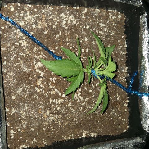Green Poison auto  growlog photo: Lst 2 de 3