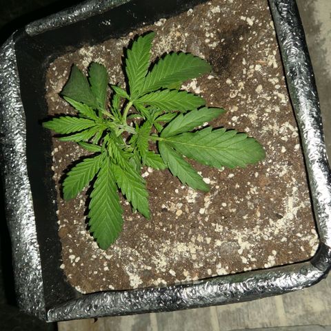 Green Poison auto  growlog photo: Lst 2 de 3