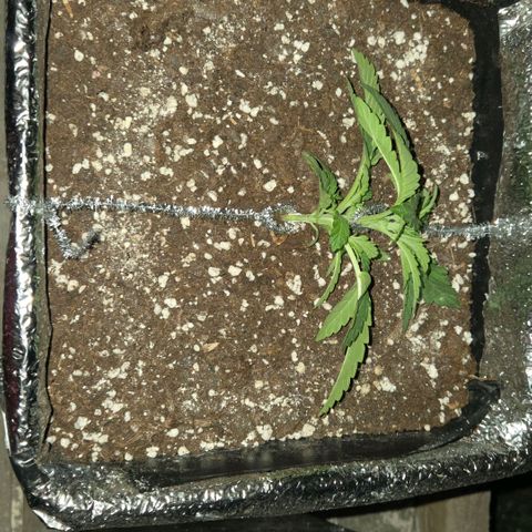 Green Poison auto  growlog photo: Lst 2 de 3
