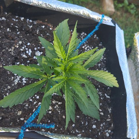 Green Poison auto  growlog timeline photo