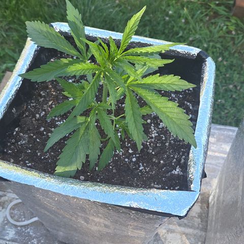 Green Poison auto  growlog timeline photo