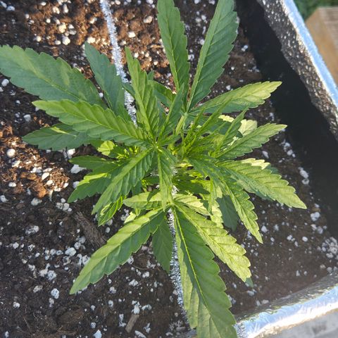 Green Poison auto  growlog timeline photo