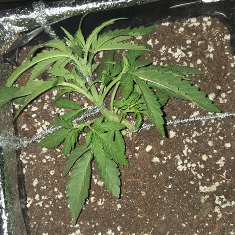 Green Poison auto  growlog photo: Lst ajuste "2
