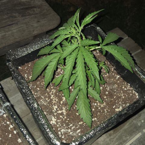 Green Poison auto  growlog photo: Lst ajuste "2