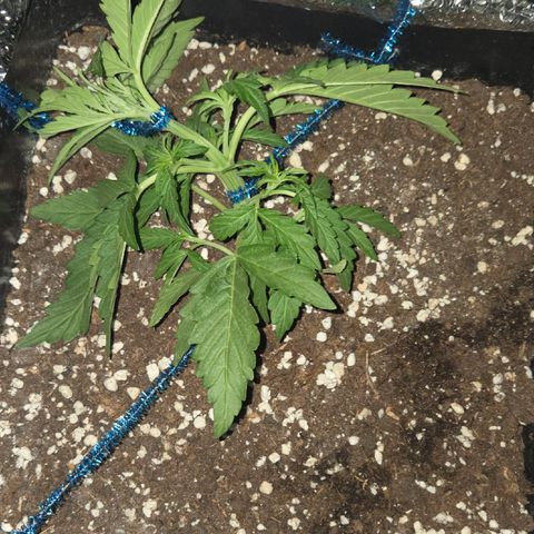 Green Poison auto  growlog photo: Lst ajuste "2