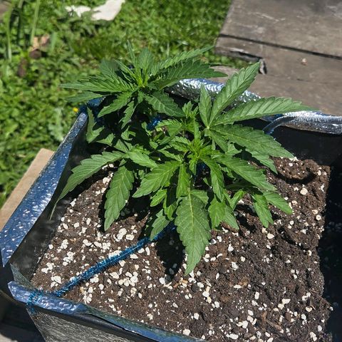 Green Poison auto  growlog timeline photo
