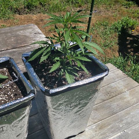 Green Poison auto  growlog timeline photo
