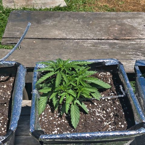 Green Poison auto  growlog timeline photo