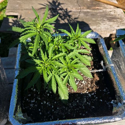 Green Poison auto  growlog timeline photo
