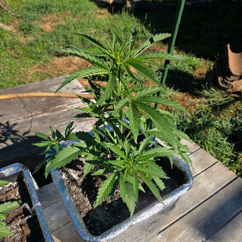 Green Poison auto  growlog timeline photo