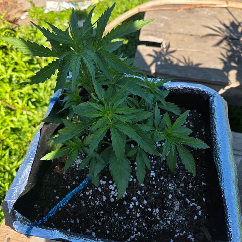 Green Poison auto  growlog timeline photo