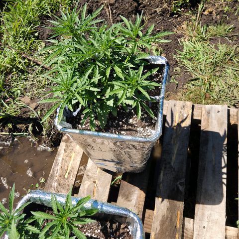 Green Poison auto  growlog timeline photo