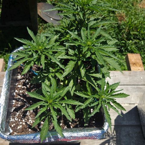 Green Poison auto  growlog timeline photo