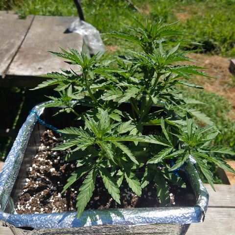 Green Poison auto  growlog timeline photo