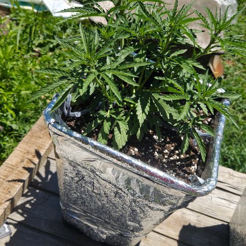 Green Poison auto  growlog timeline photo
