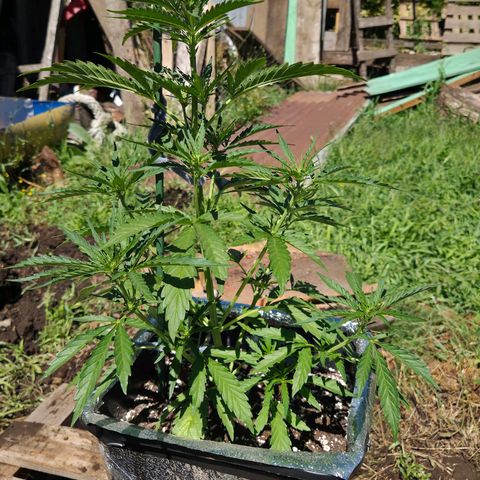 Green Poison auto  growlog timeline photo