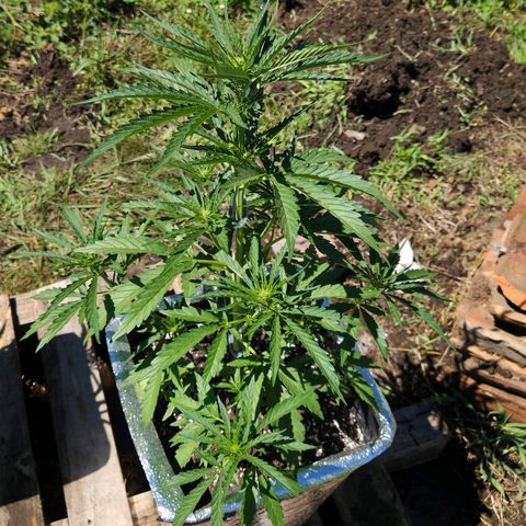 Green Poison auto  growlog timeline photo