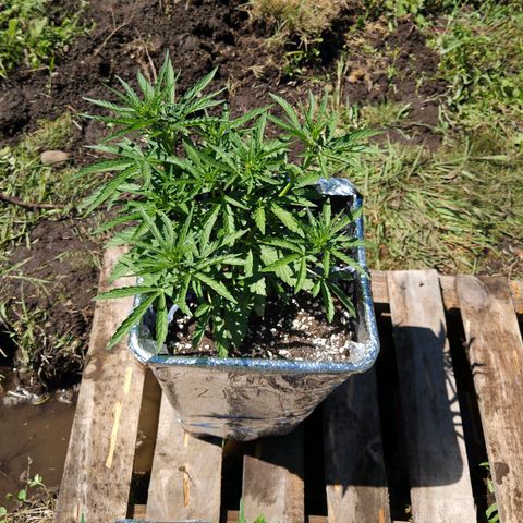 Green Poison auto  growlog timeline photo
