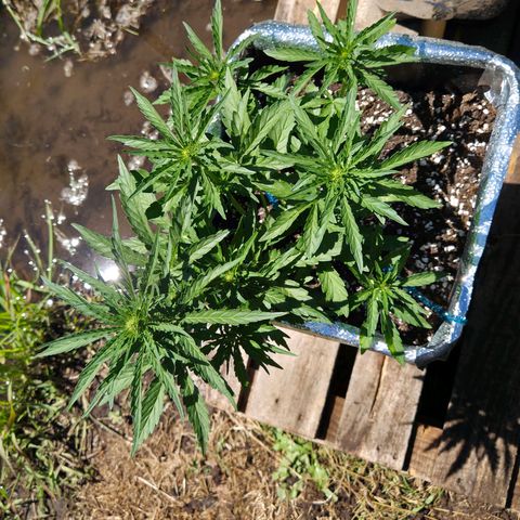 Green Poison auto  growlog timeline photo
