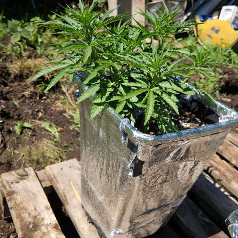 Green Poison auto  growlog timeline photo