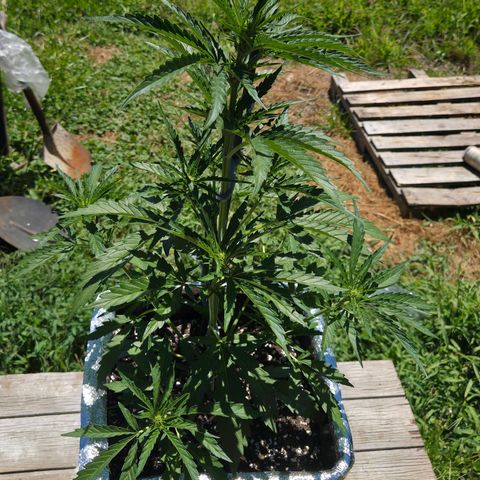 Green Poison auto  growlog timeline photo