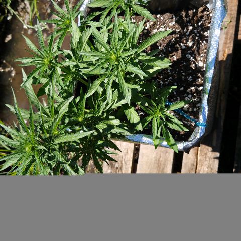 Green Poison auto  growlog timeline photo