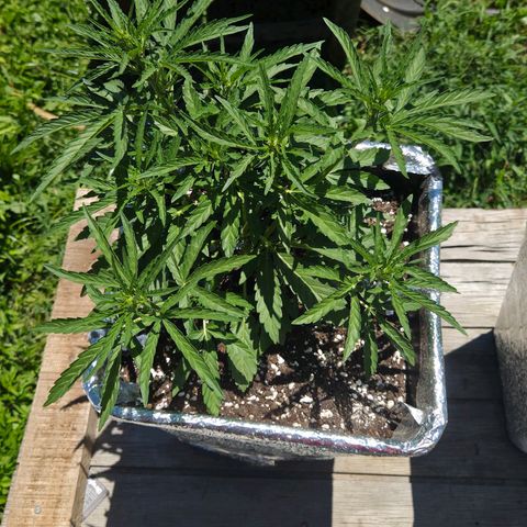 Green Poison auto  growlog timeline photo