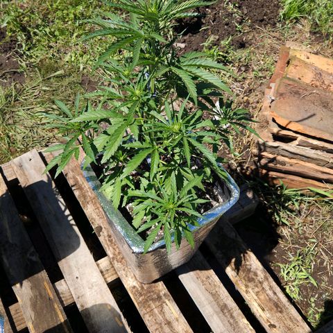 Green Poison auto  growlog timeline photo
