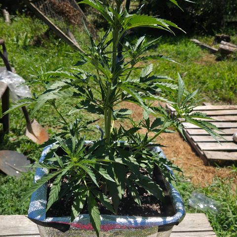 Green Poison auto  growlog timeline photo