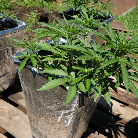 Green Poison auto  growlog timeline photo