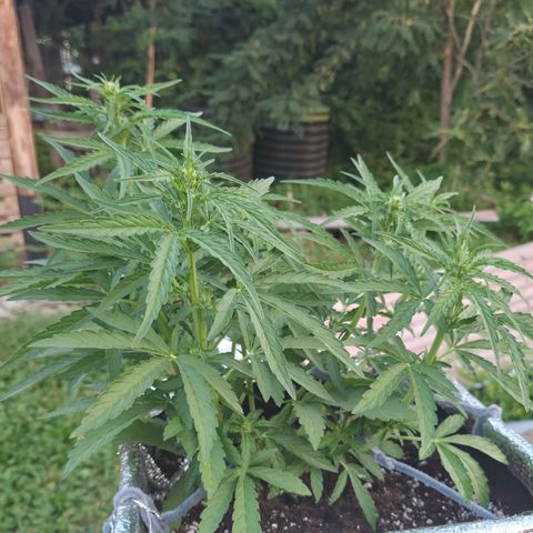 Green Poison auto  growlog photo: 38 dias 