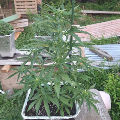 Green Poison auto  growlog photo: 38 dias 