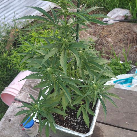 Green Poison auto  growlog photo: 38 dias 