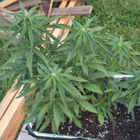 Green Poison auto  growlog photo: 38 dias 