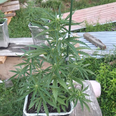 Green Poison auto  growlog photo: 38 dias 