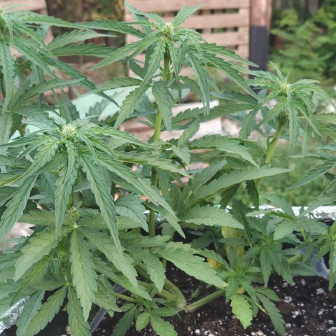 Green Poison auto  growlog photo: 38 dias 