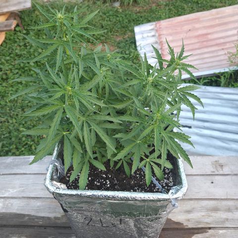 Green Poison auto  growlog photo: 38 dias 