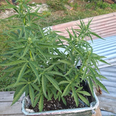 Green Poison auto  growlog timeline photo